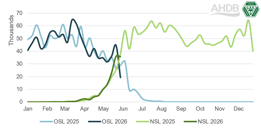 Figure 1. Weekly auction market throughputs of new (NSL) and old (OSL) season lambs, England and Wal